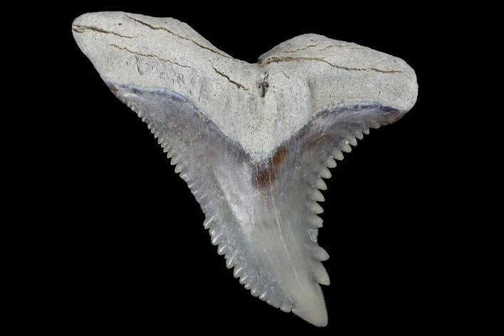 Snaggletooth Shark (Hemipristis) Tooth - Aurora, NC #179115
